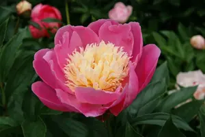 Paeonia Bowl Of Beauty