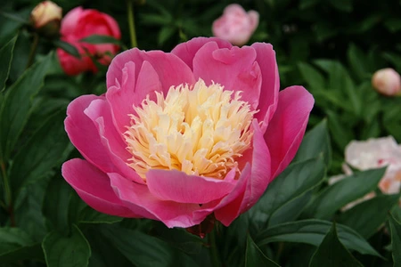 Paeonia Bowl of Beauty