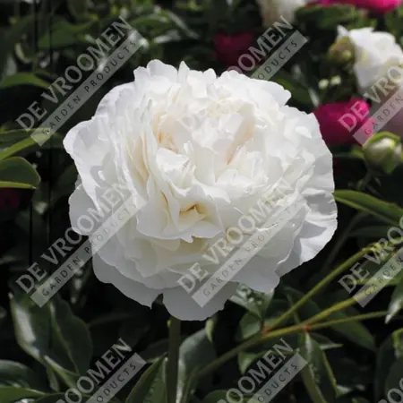 Paeonia Bowl Of Cream | 15 pce