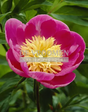 Paeonia Bowl of Love | 15 pce