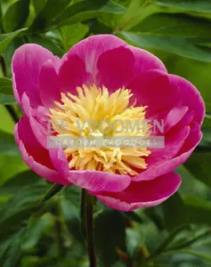 Paeonia Bowl of Love | 15 pce