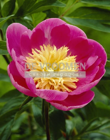 Paeonia Bowl of Love