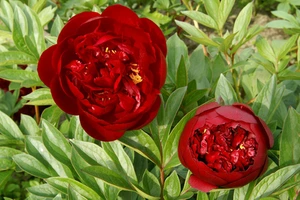 Paeonia Buckeye Belle