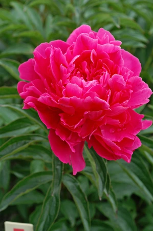 Paeonia Bunker Hill