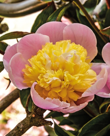 Paeonia Butter Bowl