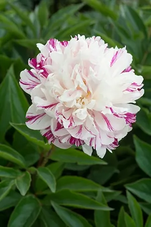 Paeonia Candy Stripe