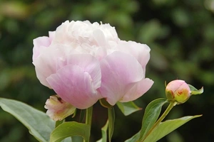 Paeonia Catharina Fontijn