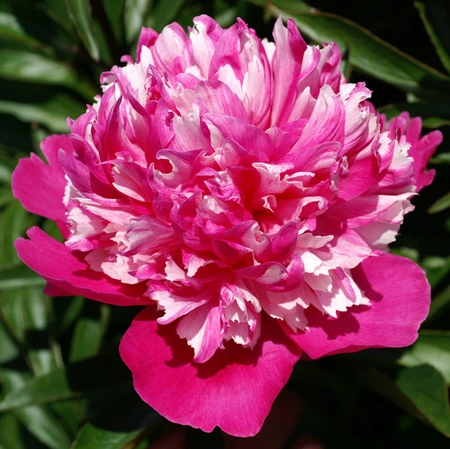 Paeonia Celebrity