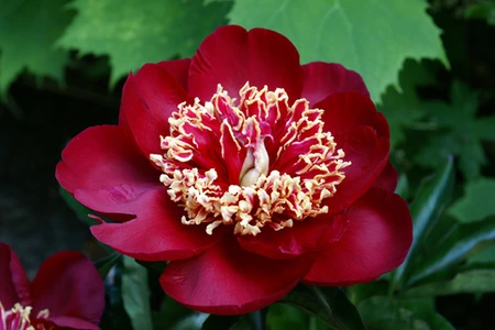 Paeonia Charles Burgess