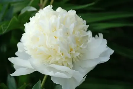 Paeonia Charlies White | 15 pce