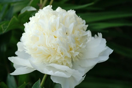 Paeonia Charlies White