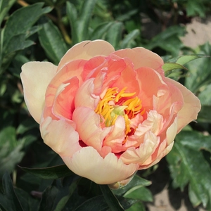 Paeonia Clouds of Colour