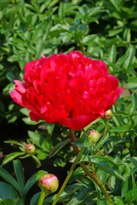 Paeonia Command Performance