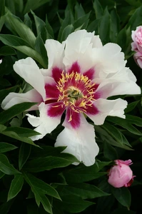 Paeonia Cora Louise | 5 pce