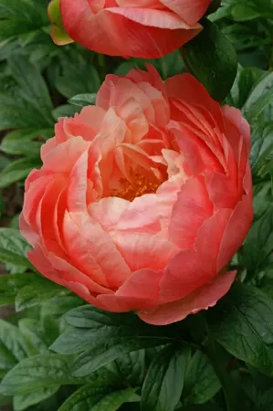 Paeonia Coral Charm | 15 pce