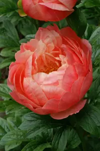 Paeonia Coral Charm | 15 pce