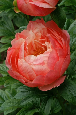 Paeonia Coral Charm