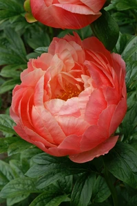 Paeonia Coral Charm