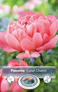 Paeonia Coral Charm | 15 pce