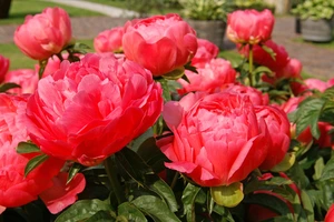 Paeonia Coral Sunset