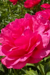 Paeonia Cytherea | 60 pce