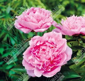 Paeonia Dinner Plate