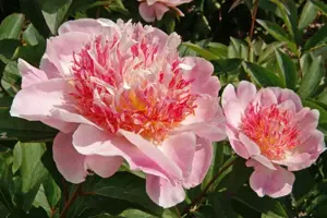 Paeonia Do Tell | 15 pce