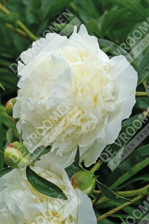 Paeonia Duchesse de Nemours | 15 pce