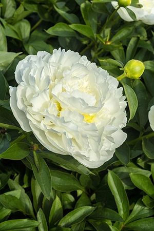 Paeonia Duchesse de Nemours