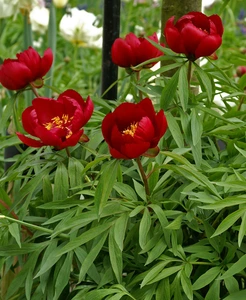 Paeonia Early Scout