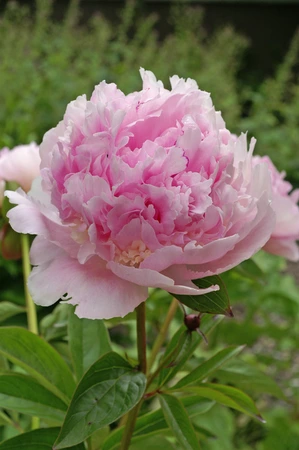 Paeonia Eden's Perfume