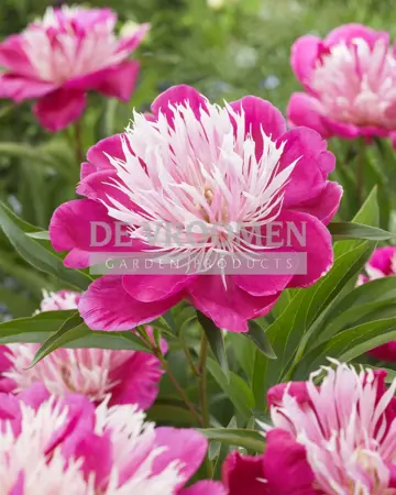 Paeonia Fantastic | 15 pce