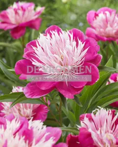 Paeonia Fantastic | 60 pce