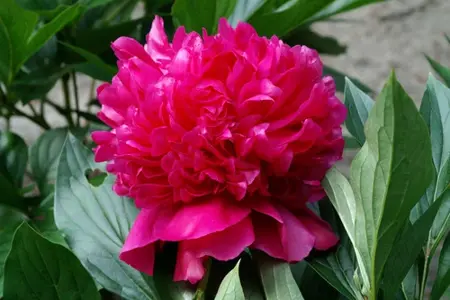 Paeonia Felix Crousse | 15 pce