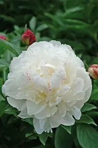 Paeonia Festiva Maxima | 15 pce