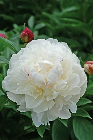 Paeonia Festiva Maxima