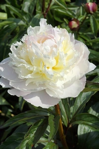 Paeonia Florence Nicholls