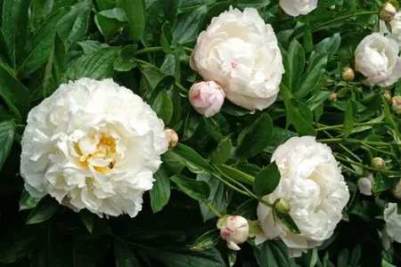 Paeonia Gardenia | 15 pce