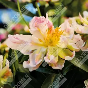 Paeonia Green Lotus | 15 pce