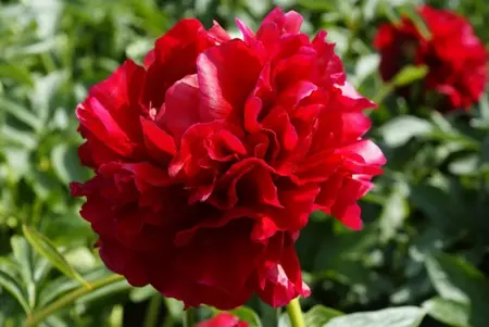 Paeonia Henry Bockstoce | 15 pce