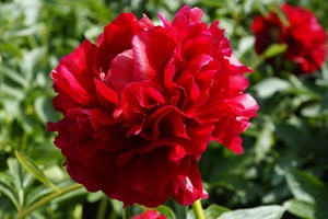 Paeonia Henry Bockstoce