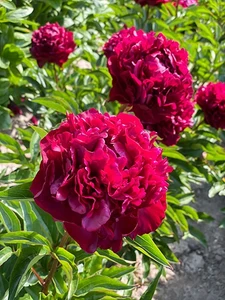 Paeonia Highlight