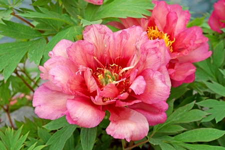 Paeonia Hillary