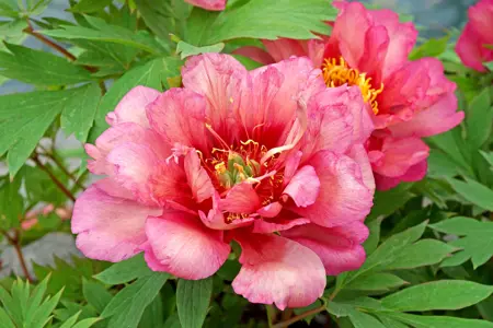 Paeonia Hillary | 5 pce