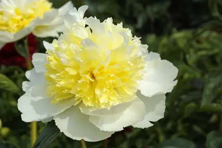 Paeonia Honey Gold | 15 pce