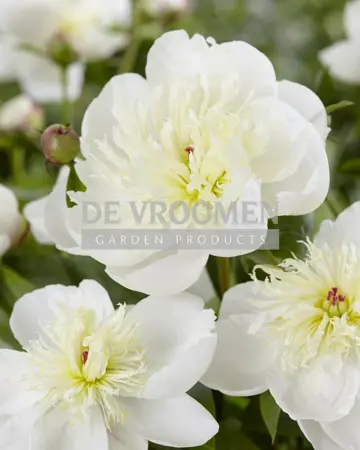 Paeonia Immaculee | 15 pce