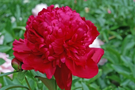 Paeonia Inspecteur Lavergne