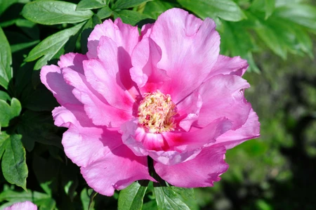 Paeonia itoh First Arrival