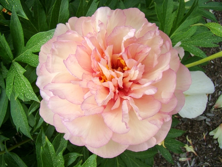 Paeonia Itoh Scrumdidleumptious