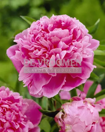 Paeonia Jacorma | 15 pce